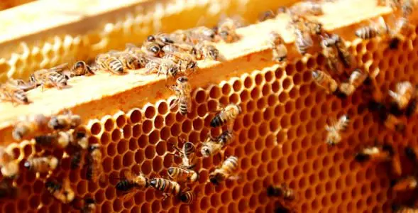 جدیدترین قیمت انواع عسل در بازار+ جدول