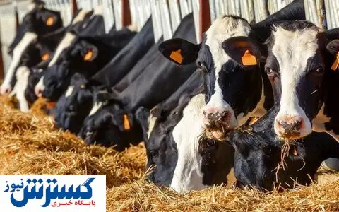 خبر خوش برای تمام دامداران | تزریق ارز انجام شد