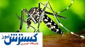 هشدار سازمان مدیریت بحران را جدی بگیرید | خطر بیماری تب دنگی شدت گرفت