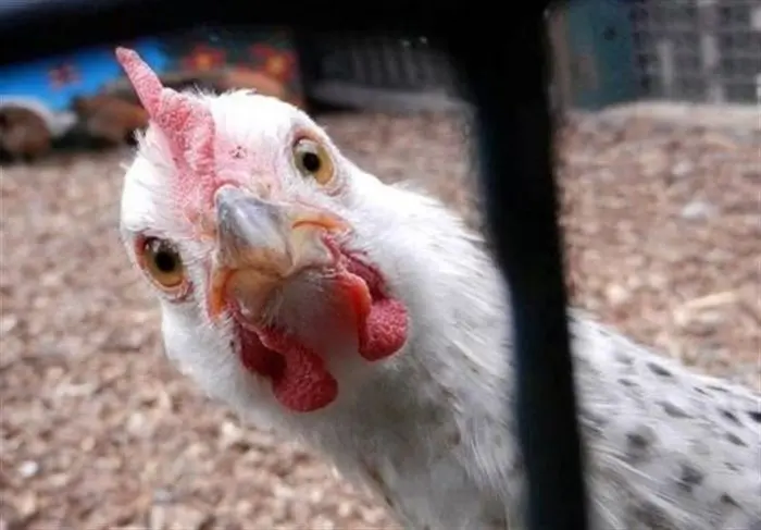 قیمت جدید پیشنهادی خرید یک کیلو مرغ زنده