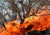 آتش سوزی در جنگل‌های کهگیلویه مهار شد