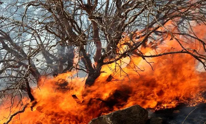 آتش‌سوزی در جنگل یک شهر را تخلیه کرد