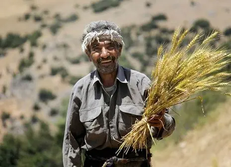 جزئیات مهم درباره خرید تضمینی گندم اعلام شد