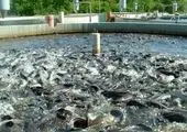 صادرات میگو و ماهی کاهش می‌یابد؟