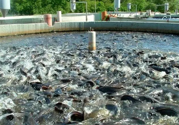 آخرین آمار از صادرات ماهی و آبزیان