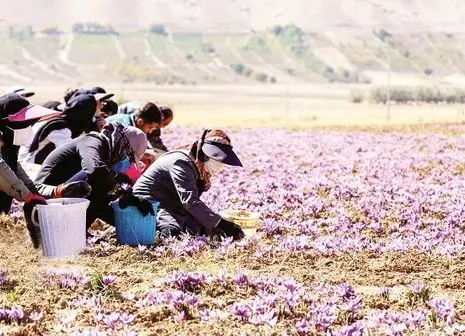 زعفران در دست مافیا رنگ می‌بازد