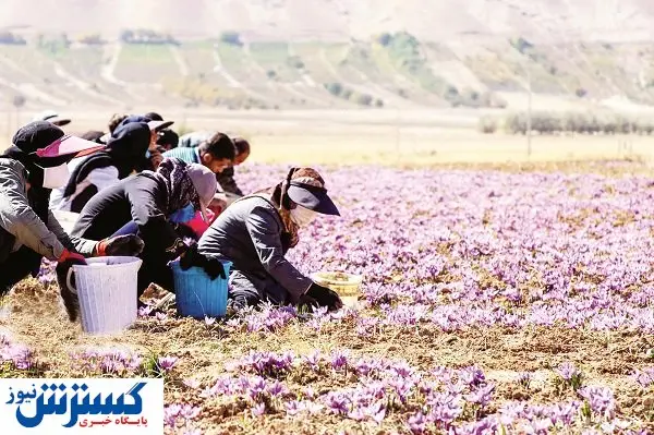 چوب حراج به طلای سرخ