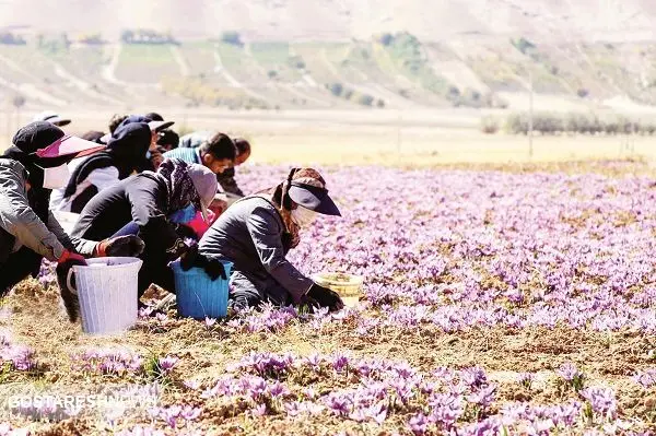 چوب حراج به طلای سرخ