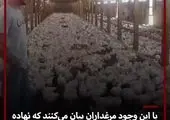 پشت پرده‌های تلخ انحصار خرید مرغ در دست دلالان/ فیلم