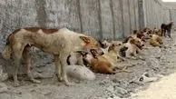 تهران در محاصره باوفاهای بی وفا/ صادرات گوشت سگ چقدر اجرایی است
