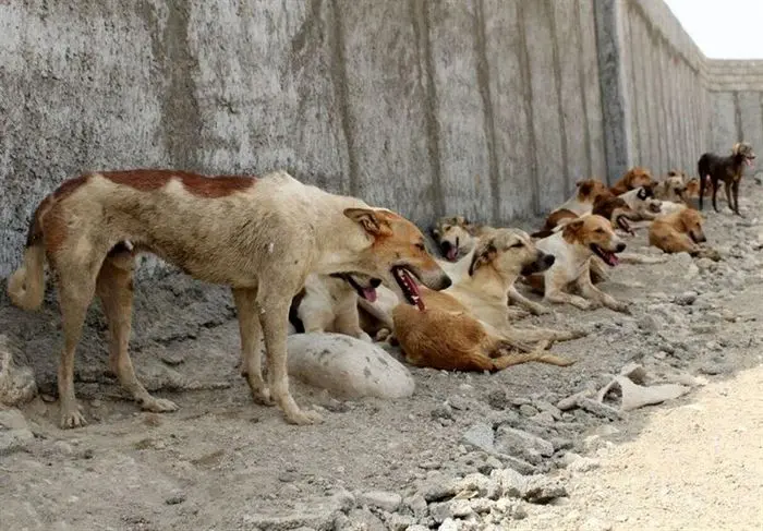 تهران در محاصره باوفاهای بی وفا/ صادرات گوشت سگ چقدر اجرایی است