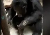 فیلمی جالب از  تخمه خوردن یک میمون
