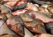 تکذیب خبر جنجالی درباره تن ماهی