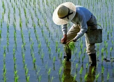  سموم دفع آفات نباتی از امروز ثبت سفارش می شود