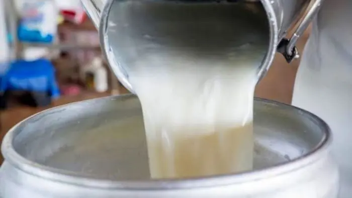 ضرر دامداران در فروش هر کیلو شیر خام