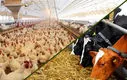 شیپور گرانی به صدا در آمد | مرغ و گوشت اعیان خور شد ؟