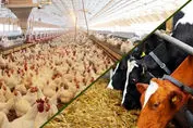 شیپور گرانی به صدا در آمد | مرغ و گوشت اعیان خور شد ؟