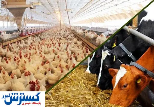 شیپور گرانی به صدا در آمد | مرغ و گوشت اعیان خور شد؟