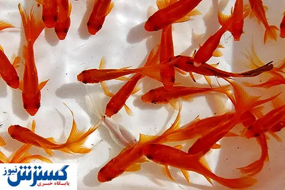 ماهی قرمز عید نوروز ناقل کرونا نیست