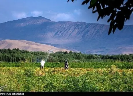 تصاویر / برداشت خارک و رطب در آبادان زیبا