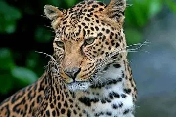 امید بازگشت ؛ تصاویر دلنشین از پرسه پاییزی پلنگ ایرانی در جنگل‌های هیرکانی + فیلم