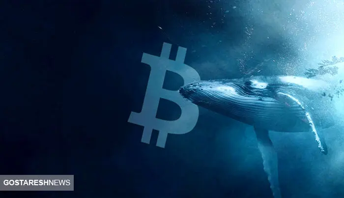 نهنگ ها عاشق این ۳ ارز دیجیتال هستند