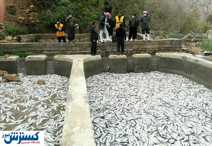 تلف شدن ۲ تن ماهی به دلیل قطعی برق!