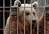 جدیدترین آمار تلفات حیوانات در باغ وحش