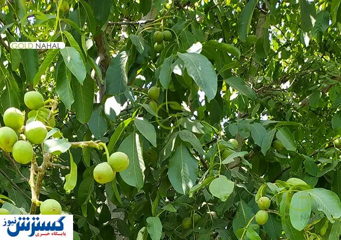 فروش بهترین نژاد نهال گردو در نواحی کوهستانی
