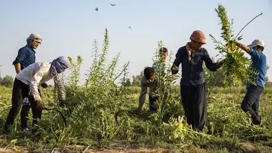 تصاویر/ از مزرعه کنجد تا کارخانه فراوری ارده