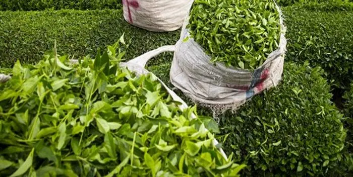 افزایش واردات، ترسی به جان چای ایرانی