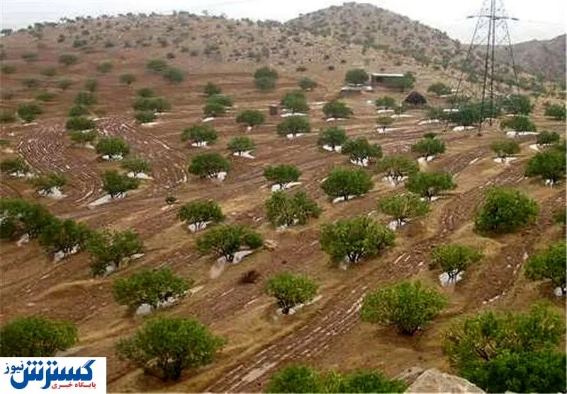 آخرین وضعیت صادرات در جنوب کشور /  ۹۵ درصد  انجیرستان کشور در استان فارس است