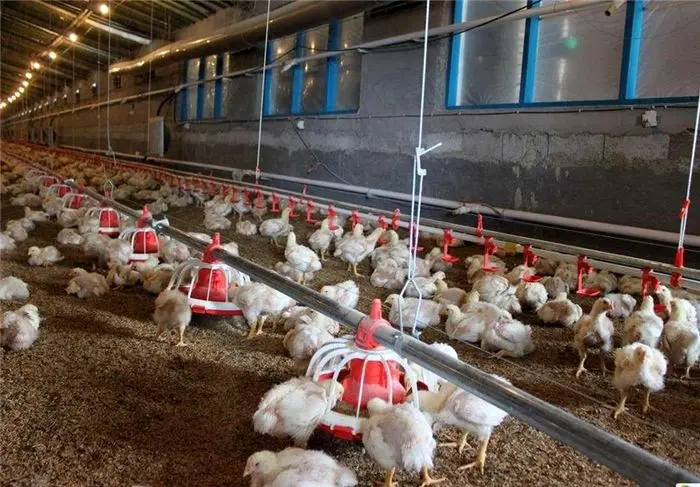 هشدار جدی تولیدکنندگان مرغ / دیگر تولید نمی کنیم!