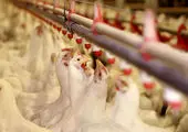 مرغداران در هرکیلو تخم مرغ چقدر ضرر می کنند؟