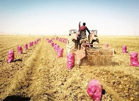 دلالان بازار را درو می‌کنند