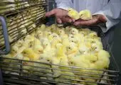 توافق مرغداران برای کاهش قیمت جوجه