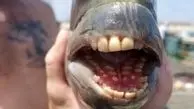 با ماهی با دندان‌های انسان نما بیشتر آشنا شویم