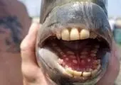 ترسناک ترین ماهی اقیانوس آرام با ۵۵۰ دندان + عکس