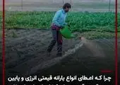 کمبود آب، کاشت برنج در این استان را قلع و قمع کرد!