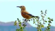 جشنواره پاییزی برای دیدن تنها پرنده بومی ایران/روستای پلکانی میزبان دوازدهمین جشنواره گردشگری