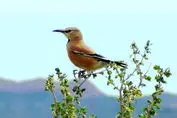 جشنواره پاییزی برای دیدن تنها پرنده بومی ایران/روستای پلکانی میزبان دوازدهمین جشنواره گردشگری