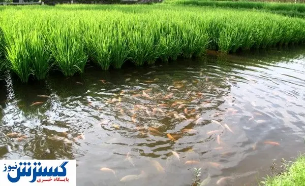 کسب و کاری سودآور برای برنج کاران