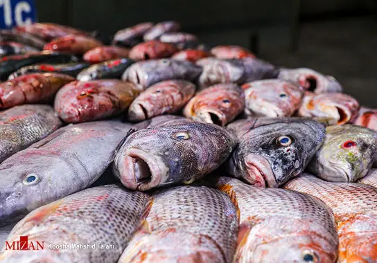 بازار-ماهی-بندرعباس (18)