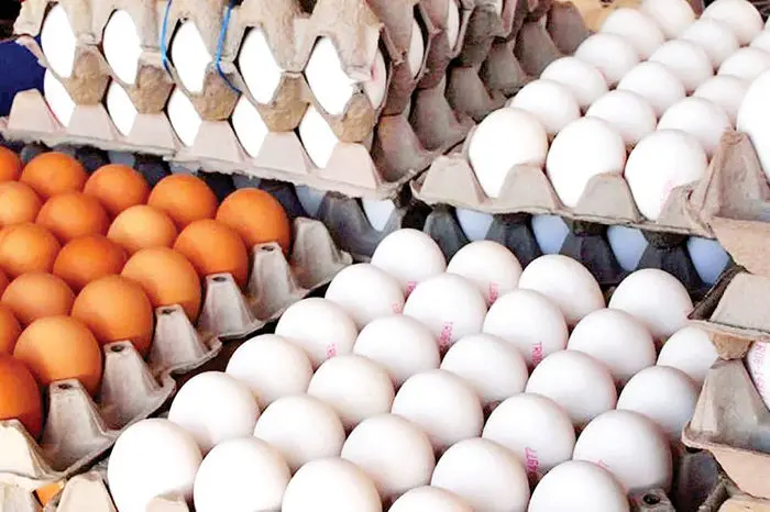  آخرین وضعیت صادرات تخم‌مرغ