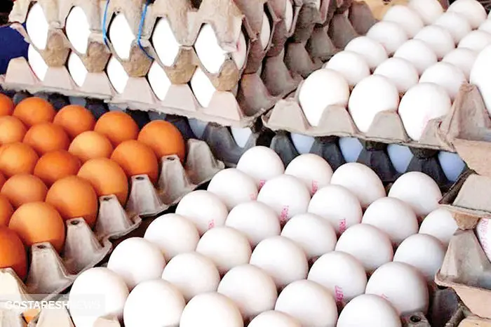 فوری / صادرات تخم مرغ آزاد شد