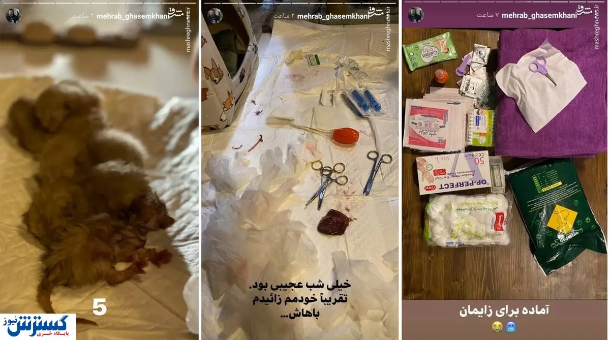 گزارش لحظه به لحظه مهراب قاسمخانی از زایمان گربه اش!