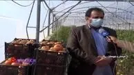 صادرات گوجه فرنگی به کشورهای حوزه خلیج فارس + فیلم 