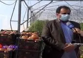میزان صادرات ایران از مناطق آزاد/ فیلم
