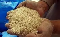 فرصتی ۶ ماهه برای حمایت از برنج‌ کاران