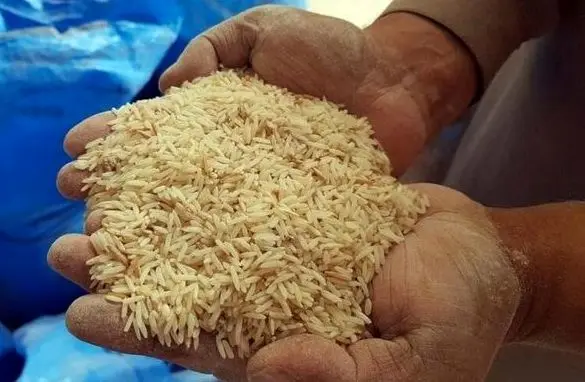 فرصتی ۶ ماهه برای حمایت از برنج‌ کاران